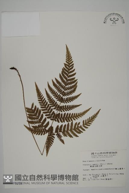 金毛蕨藏品圖，第1張