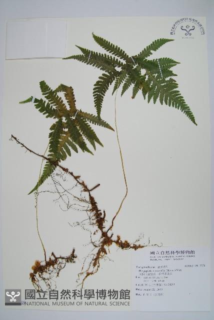 長柄假金星蕨、長柄卵果蕨藏品圖，第1張