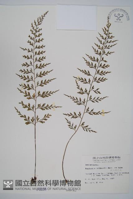 威氏鐵角蕨藏品圖，第1張