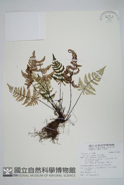 粉背蕨藏品圖，第1張