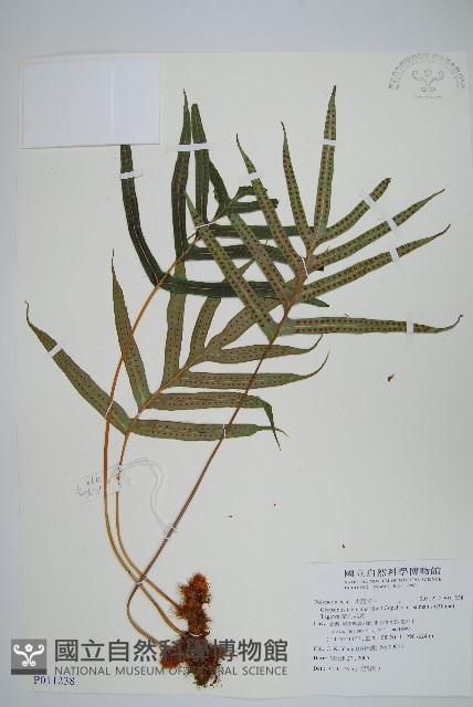 掌葉茀蕨藏品圖，第1張