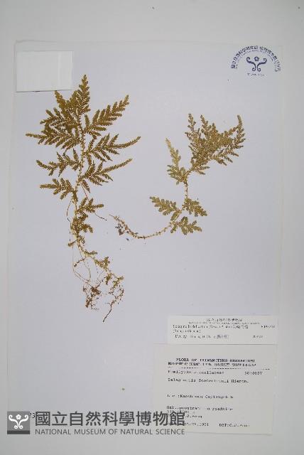 全緣卷柏藏品圖，第1張