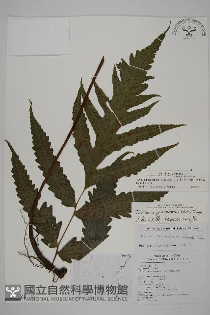 蛇脈三叉蕨藏品圖，第1張