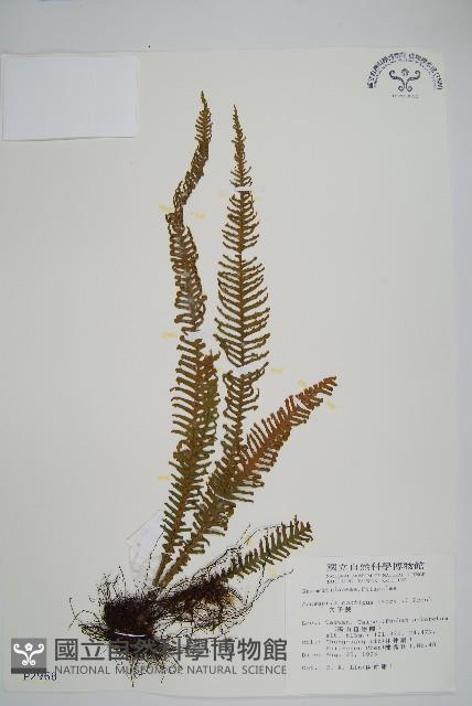 穴子蕨藏品圖，第1張