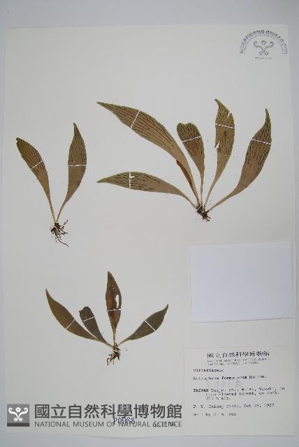 臺灣車前蕨藏品圖，第1張