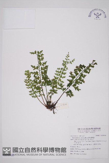 鱗柄鐵角蕨藏品圖，第1張