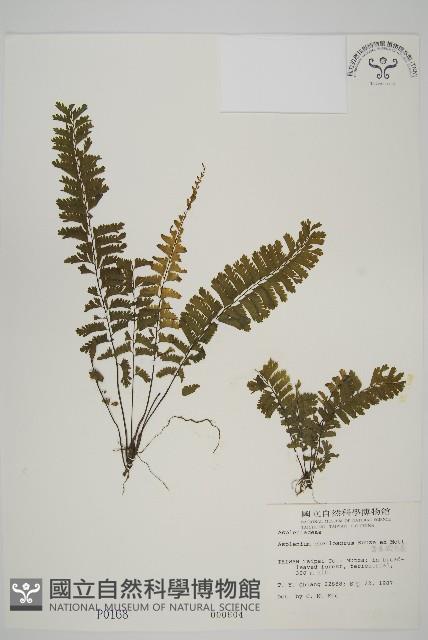 薄葉孔雀鐵角蕨、邊孢鐵角蕨藏品圖，第1張