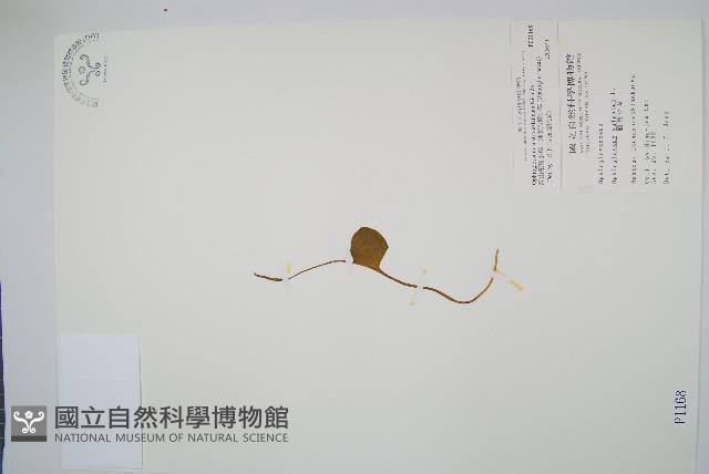 高山瓶爾小草、鈍頭瓶爾小草藏品圖，第1張