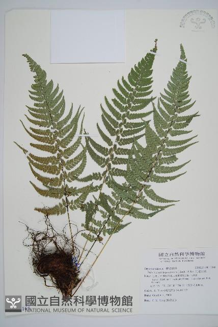 馬祖耳蕨藏品圖，第1張