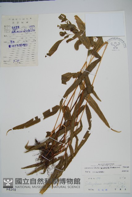 箭葉鱗始蕨藏品圖，第1張