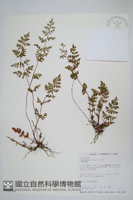 毛碎米蕨藏品圖，第1張