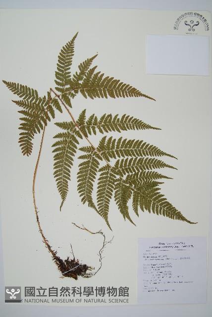 臺灣鱗毛蕨藏品圖，第1張
