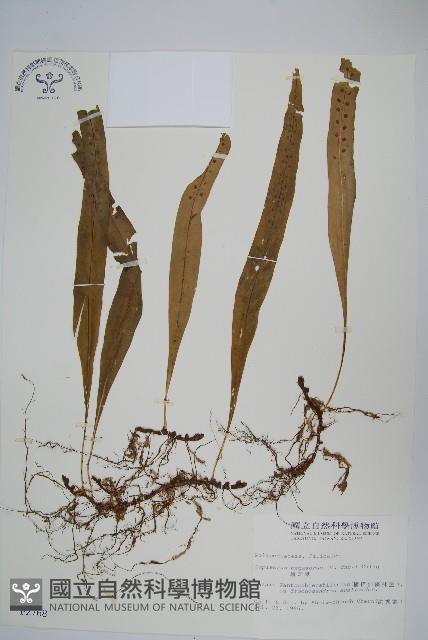 玉山瓦葦藏品圖，第1張