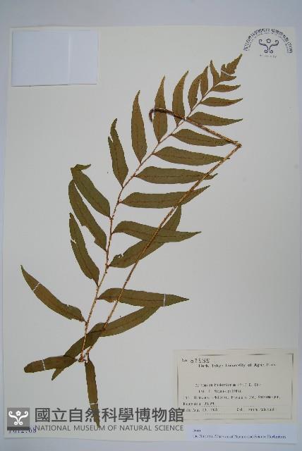 狹葉貫眾蕨藏品圖，第1張