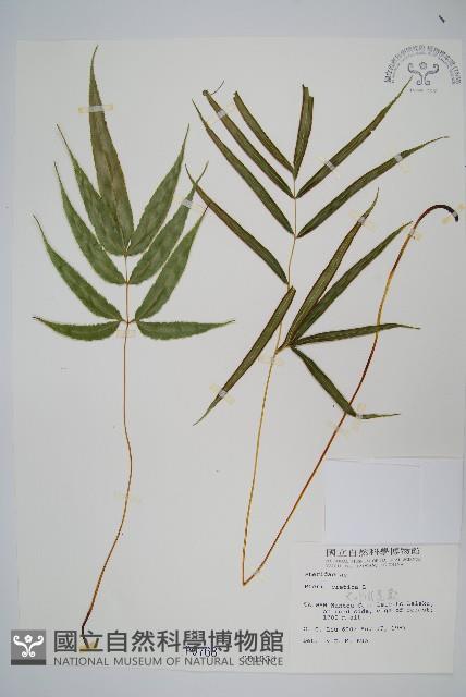 大葉鳳尾蕨藏品圖，第1張