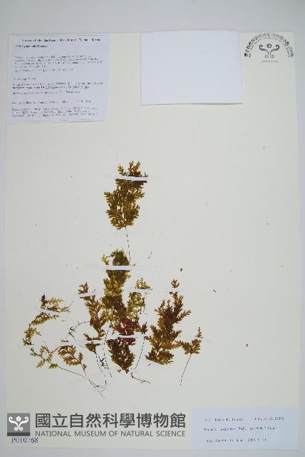 毛蕗蕨藏品圖，第1張