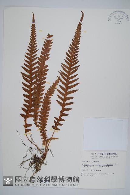 翅軸假金星蕨、短柄卵果蕨藏品圖，第1張