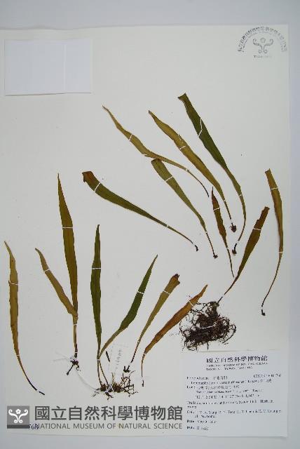 骨牌蕨藏品圖，第1張