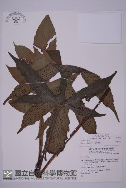 翅柄三叉蕨藏品圖，第1張