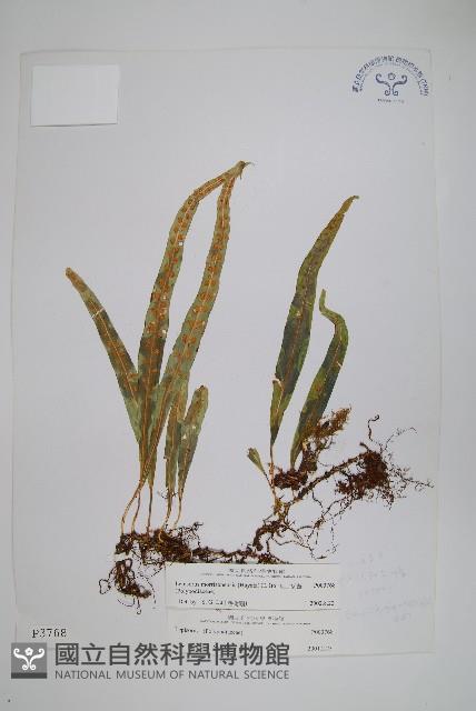 玉山瓦葦藏品圖，第1張