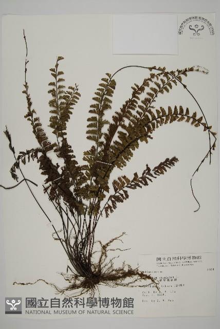 鞭葉鐵線蕨藏品圖，第1張