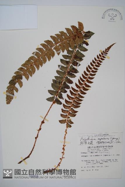 軟骨耳蕨藏品圖，第1張