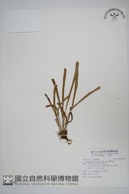 姬書帶蕨藏品圖，第1張