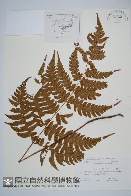 深山雙蓋蕨藏品圖，第1張