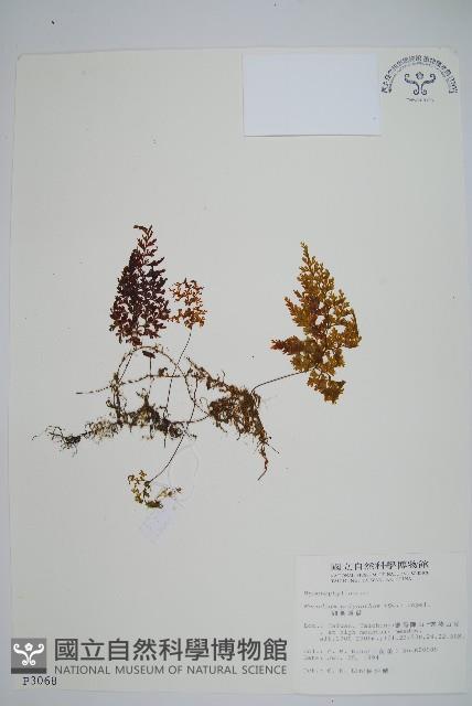 細葉蕗蕨藏品圖，第1張