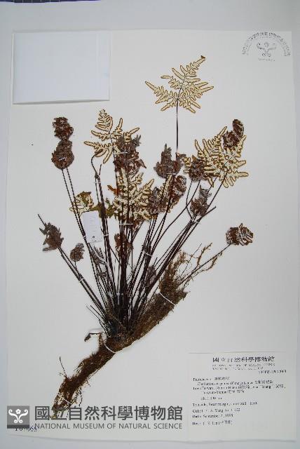 長柄粉背蕨藏品圖，第1張