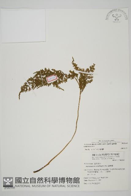 骨碎補鐵角蕨藏品圖，第1張