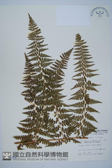 刺柄碗蕨藏品圖，第1張