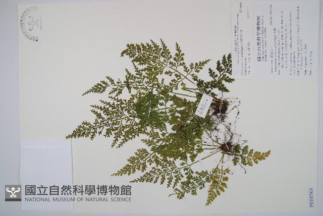 尖葉鐵角蕨藏品圖，第1張