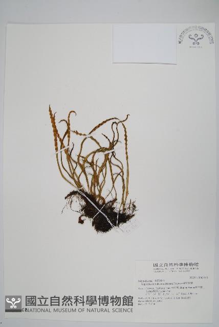 擬芨瓦葦藏品圖，第1張