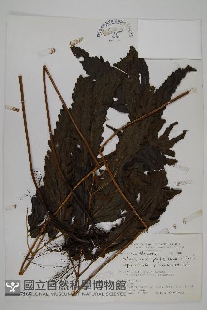 紫柄三叉蕨藏品圖，第1張