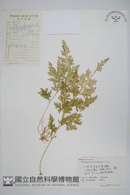 江南卷柏藏品圖，第1張