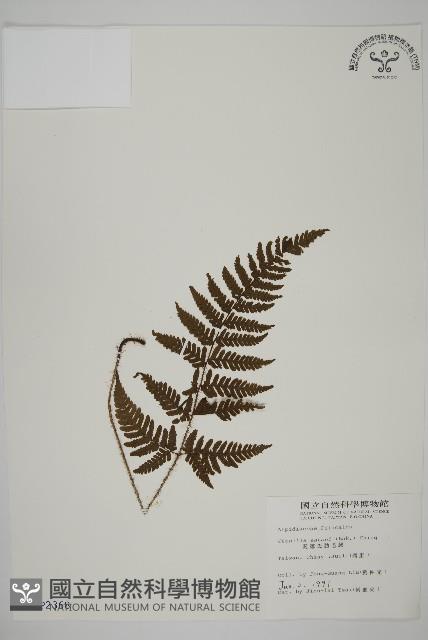 愛德氏肋毛蕨藏品圖，第1張