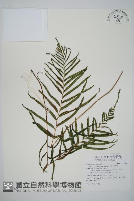 達邊蕨藏品圖，第1張