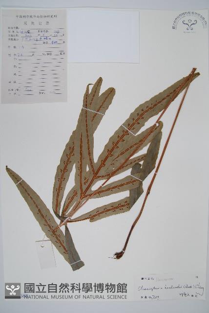 崇澍蕨藏品圖，第1張