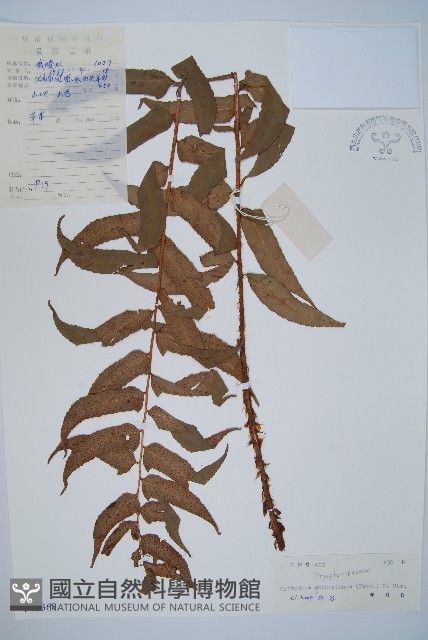 貫眾蕨藏品圖，第1張