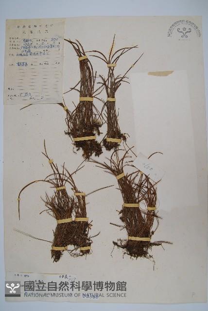 小葉書帶蕨藏品圖，第1張
