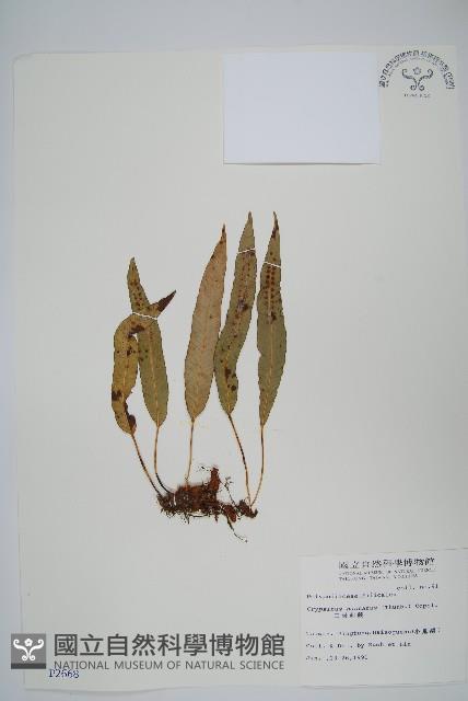 三葉茀蕨藏品圖，第1張