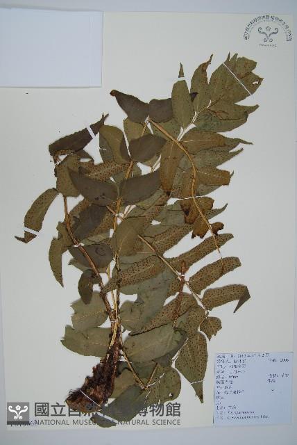 貫眾蕨藏品圖，第1張