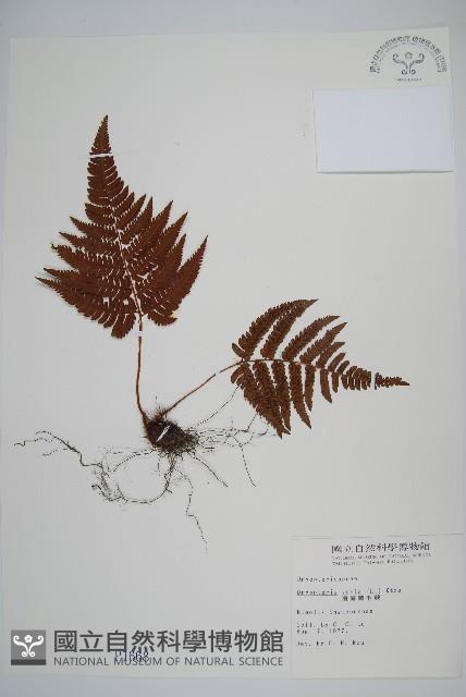 南海鱗毛蕨藏品圖，第1張