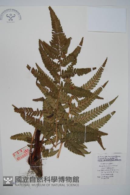 南海鱗毛蕨藏品圖，第1張