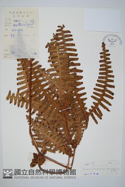 大羽芒藏品圖，第1張