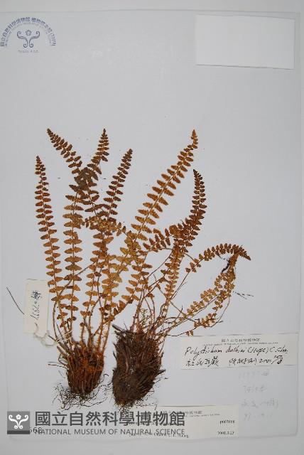 杜氏耳蕨藏品圖，第1張