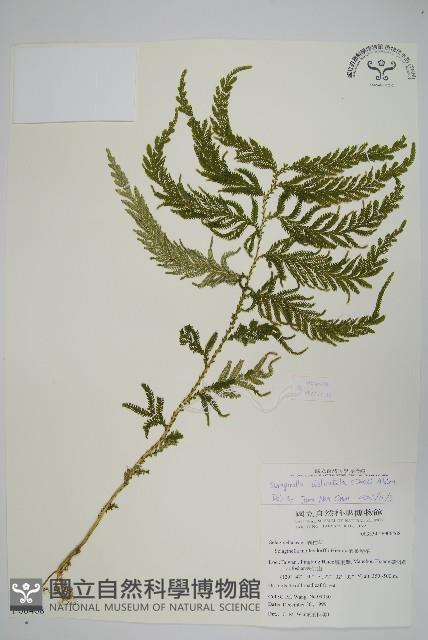 全緣卷柏藏品圖，第1張