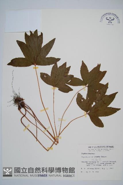 雙扇蕨藏品圖，第1張