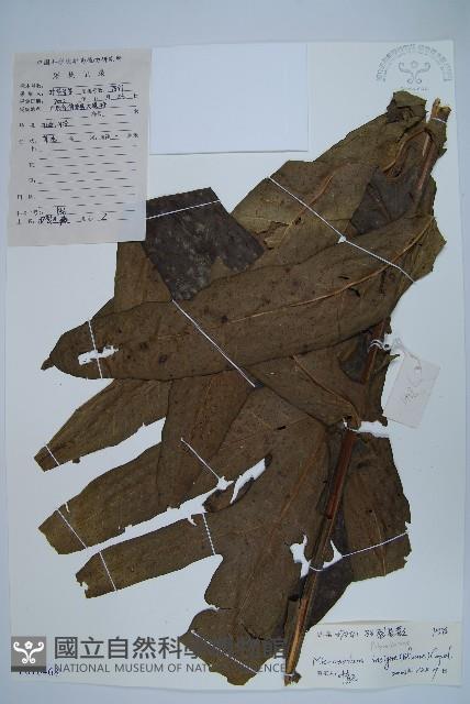 箭葉星蕨藏品圖，第1張